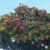 Syzygium turbinatum Alston